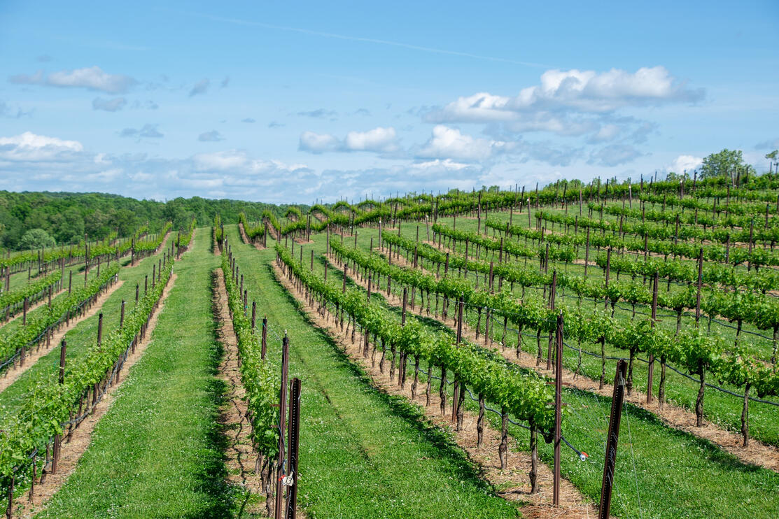 Petoskey Farms Vineyard & Winer Petoskey Farms Vineyard & Winer