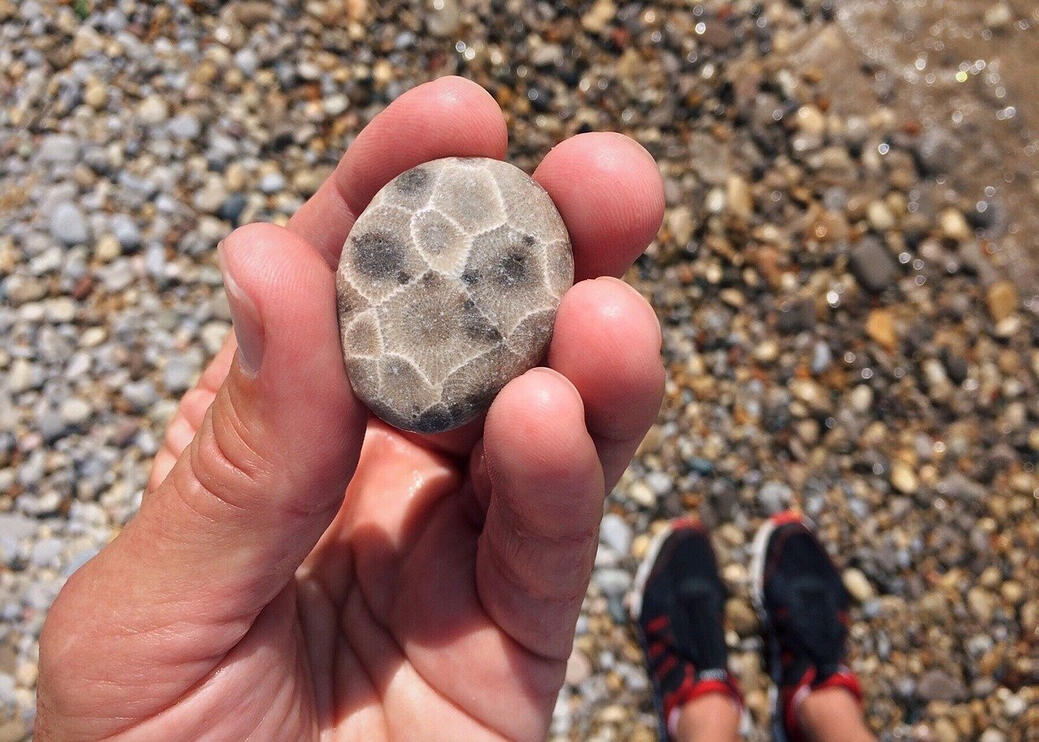 Picture of a Petoskey Stone Picture of a Petoskey Stone